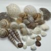 ©2026 www.beautishop.nl - schelpen decoratief/ maritieme