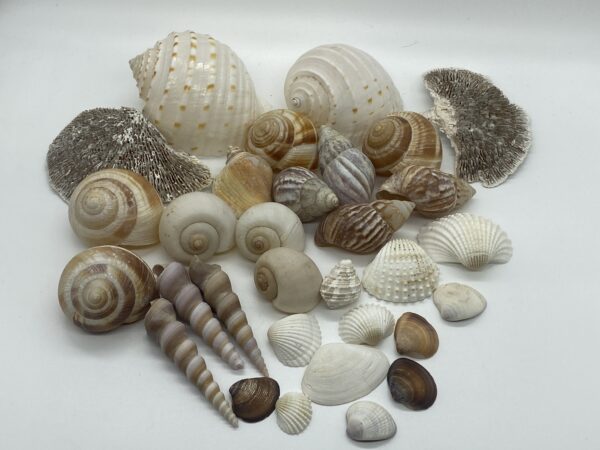©2026 www.beautishop.nl - schelpen decoratief/ maritieme