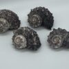©2026 www.beautishop.nl - schelpen decoratief/ maritieme