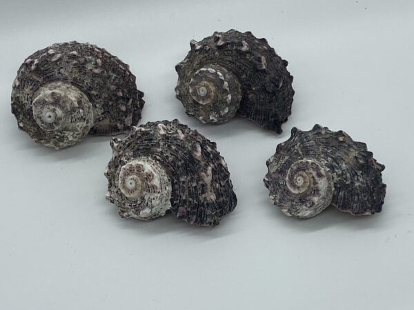 ©2026 www.beautishop.nl - schelpen decoratief/ maritieme