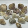 ©2026 www.beautishop.nl - schelpen decoratief/ maritieme.