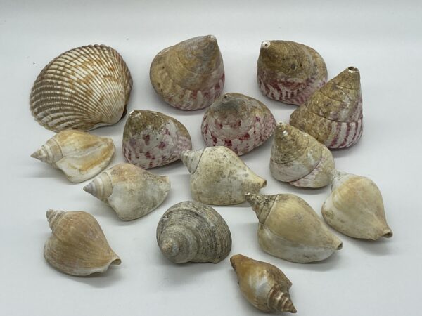 ©2026 www.beautishop.nl - schelpen decoratief/ maritieme.